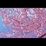 Rose Boucher Parent - @roseboucherparent - Instagram