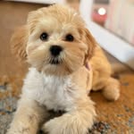 Bella B 🌸 - @bella.rose.branch - Instagram