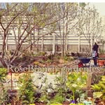 Rose Branch - @__rosebranch__ - Instagram