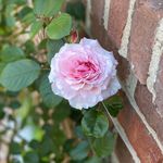@brick.and.rose - Instagram