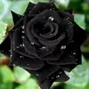 RoseBudd🥀 - @rosebugg93 - TikTok