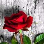 Rose Buggs - @rbgmail.com2 - Instagram