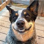 Burley Rose - @burleyrose - Instagram