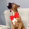 Rose Butcher - @rose.butcher0 - TikTok