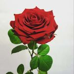 rose cabrera - @growing_roses53 - Instagram
