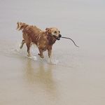 Rose Callahan - @rosethewonderdog - Instagram
