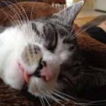 Rose Callahan - @rosie_at_the_lake - Instagram