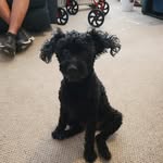 Rose Callahan Gilchrist - @callahangilchrist - Instagram