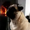 Clara❤ - @rose.carlin - TikTok