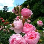 Rose-carline Cilus - @rosecarlinecilus - Instagram