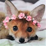 Rose Carmichael - @wickedvixencouture - Instagram