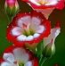 Rose Casas - Facebook