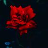 Rose Casey - @flamingroses1423 - TikTok