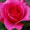 rose.casey - @rose.casey7 - TikTok