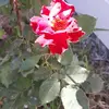rosa chacon - @rositachacon - TikTok