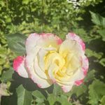 Rose Chaney - @rrchaney2 - Instagram