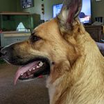 Delilah Rose Cheney - @delilahs.doggy.adventures - Instagram
