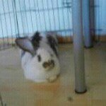 Natasha Rose Cleary - @teaandbunnies - Instagram