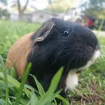 Willow+Toast+Rose+Sebastian - @cloudscavies - Instagram
