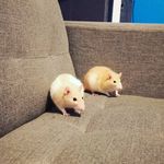 Rose and Lily coates - @roseandlily21 - Instagram