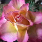 Rose Coates - Facebook