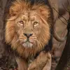 Animal World - @rosecopeland19710 - TikTok