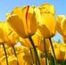 Rose Corlett - Facebook