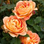 May Morigan - @rose_of_cornwall - Instagram