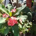 Rose Cortes - @rose.cortes.77770 - Instagram