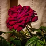 Rose Cotter Art - @rosecotterart - Instagram
