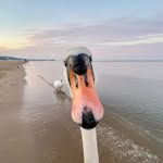 Rose Cotter-l - @rosecotterl - Instagram