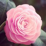 Rose Creed 🌹 - @pinkroselace - Instagram