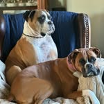 Rose, Creed and friends - @rose_and_creed_ - Instagram
