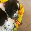 Rose_Crook - @rose_crook - TikTok