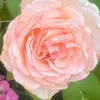 Maria - @rosecuevas340 - TikTok