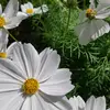 Rosie Curry - @rosie._.curry77 - TikTok
