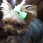 🐶💞Bella Rose Cutlip💞🐶 - @bella_rose_cutlip - Instagram