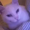 rosa dalessandro - @rosa.dalessandro7 - TikTok