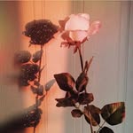 Rose - @avarosedalessandro - Instagram