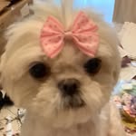 Rose Ann Damato Schumacher - @damatoschumacher - Instagram