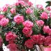 Rose Dauria - Facebook