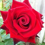 Rose Romantic Day - @rose__day28 - Instagram
