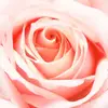 connie rose deemer - @unicornconnie62 - TikTok