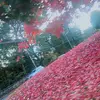 Rose désir - @lysdalia - TikTok