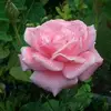 Rose Dietz532 - @rosedietz532 - TikTok
