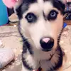 Rosa DiMarco - @jadzias_mom - TikTok