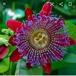 Rose Dolan - @rose.dolan.353 - Instagram