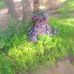 Rose Dominick - Facebook