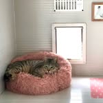 Rose Dooley - @rosedooley_hotel_cats - Instagram