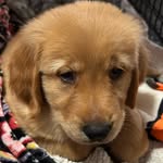 Rose Dooley - @rose594305 - Instagram